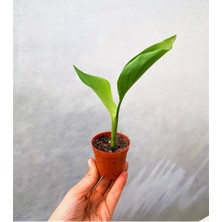 Serada Decor Plant Mini Saksıda Starliçe Cennet Kuşu Çiçeği