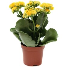 Serada Decor Plant Kalanchoe Çiçeği Kalanşo Çiçeği Bitki Ev Ofis Bitkisi 20 - 25 cm