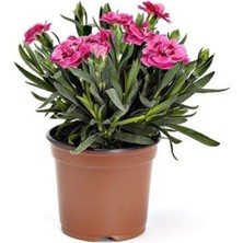 Serada Decor Plant Karanfil Çiçeği 13 cm Saksıda Ev Bitkisi Ofis Bitki Bahçe Bitkisi