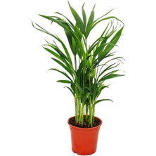 Serada Decor Plant Areca Palmiyesi Salon Palmiyesi Areca Lutescens 50 60 cm Ev Bitkisi Ofis Bitkisi Salon Bitkisi