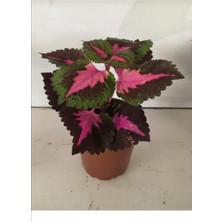 Serada Decor Plant Kolyos Yaprak Güzeli Çiçeği Saksıda