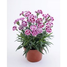 Serada Decor Plant Karanfil Çiçeği 13 cm Saksıda Ev Bitkisi Ofis Bitki Bahçe Bitkisi