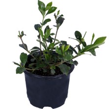 Serada Decor Plant Gardenya Çiçeği-Gardenia Jasminoides- Köklü,kendi Bitkini Yetiştir