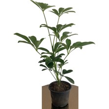 Serada Decor Plant Şeflera 20-30 cm (Schefflera) Bitikisi