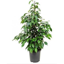 Serada Decor Plant Ficus Benjamina Danielle-Benjamin Bitkisi 90 cm
