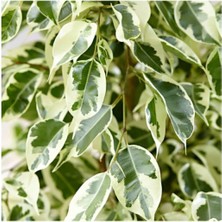 Serada Decor Plant Benjamin Ficus Starlightt