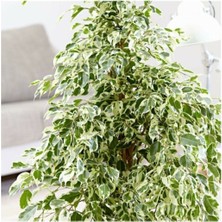 Serada Decor Plant Benjamin Ficus Starlightt