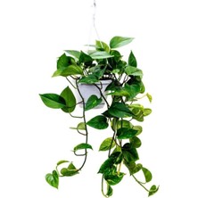 Serada Decor Plant  Salon Sarmaşığı Epipremnum Aureum Golden Pothos 25 cm Askılı Saksıda Iç Mekan