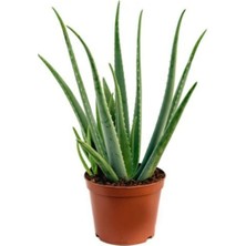 Serada Decor Plant Aloe Vera Bitkisi Tıbbi Sarısabır Cilt Için Uygun Jel Aleovera 30 - 40 cm