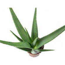 Serada Decor Plant Aloe Vera Bitkisi Tıbbi Sarısabır Cilt Için Uygun Jel Aleovera 30 - 40 cm