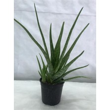 Serada Decor Plant Aloe Vera Bitkisi Tıbbi Sarısabır Cilt Için Uygun Jel Aleovera 30 - 40 cm