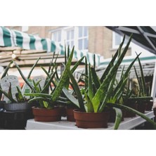 Serada Decor Plant Aloe Vera Bitkisi Tıbbi Sarısabır Cilt Için Uygun Jel Aleovera 30 - 40 cm