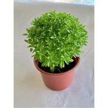 Serada Decor Plant Saksıda Kokulu Canlı Top Fesleğen