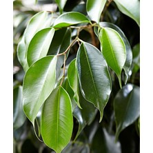 Serada Decor Plant Benjamin Daniella Bitkisi 30 - 40 cm