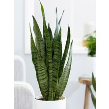 Serada Decor Plant  Yeşil Kılıç Çiçeği Bol Köklü 40-60 cm Iç Mekan Bitkisi (Hava Temizleyen Bitki)