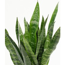 Serada Decor Plant  Yeşil Kılıç Çiçeği Bol Köklü 40-60 cm Iç Mekan Bitkisi (Hava Temizleyen Bitki)