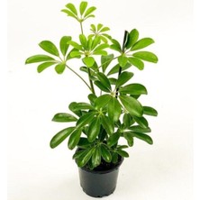 Serada Decor Plant Şeflera-Schefflera Bitkisi 50-70 cm
