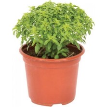 Serada Decor Plant Saksılı Yoğun Kokulu Fesleğen Çiçeği Fidanı 10-20 cm Basil Flower