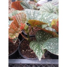 Serada Decor Plant Çilli Begonya