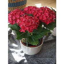 Serada Decor Plant Canlı Pembe Ortanca Çiçeği