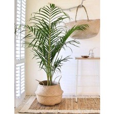 Serada Decor Plant Areka Salon Palmiyesi Salon Palmiyesi 80-120 cm Areca Palm Salon Ofis Bitkisi