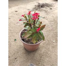 Serada Decor Plant Dikenler Tacı