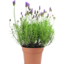 Serada Decor Plant Lavanta Çiçeği 40 cm Kokulu Aromatik Bahar Bitkisi Balkon Bitkisi Ev Bitkisi Dış Mekan Bitkisi