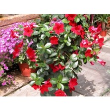 Serada Decor Plant Kırmızı Mandavilla Sarmasıgı 60 cm