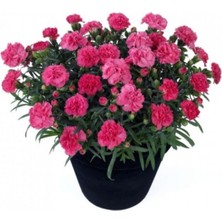 Serada Decor Plant 1 Adet Saksılı Pembe Kokulu Bodur Karanfil Fidanı