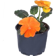 Serada Decor Plant Hercai Menekşe Turuncu Saksılı- 10,5 Saksıda