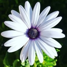 Serada Decor Plant Bodrum Papatyası (Afrika Papatyası) - Osteospermum Ecklonis Beyaz Renkli