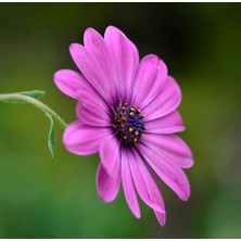 Serada Decor Plant Bodrum Papatyası (Afrika Papatyası) - Osteospermum Ecklonis Eflatun Renkli