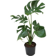 Serada Decor Plant Monstera Deliciosa - Deve Tabanı Ev Ofis Bitkisi Çiçek