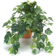 Serada Decor Plant Dönmez Çiçek Hedera Helix Sarmaşığı Saksı Ofis Ev ve Balkon Bitkisi