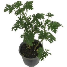 Serada Decor Plant Reyon Gül Damlası Itır Çiçeği, Saksıda