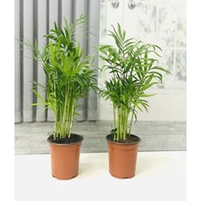 Serada Decor Plant  Ev Ofis Salon Bitkisi 2 Adet Areka Palmiyesi 30 cm