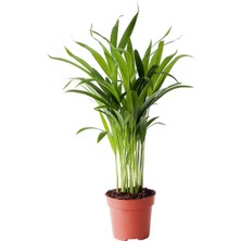 Serada Decor Plant Dypsis Lutescens Areca Palm - Areka Palmiyesi Mini - Ev Ofis Salon Iç Mekan Bitkisi - 30 cm