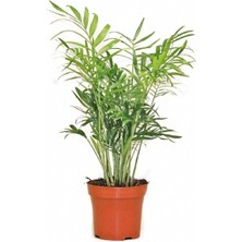 Serada Decor Plant Chamaedorea Elegans Dağ Palmiyesi 30 cm