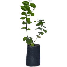 Serada Decor Plant Tüplü, Kokulu Ful Yasemin Fidanı Çiçeği 60-80CM