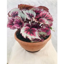 Serada Decor Plant Begonia Rex - Kenarı Beyaz Benekli Yeşil Içi Bordo Renkli Begonya Ev Ofis Iç Mekan Bitkisi