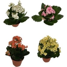 Serada Decor Plant Kalanşo Çiçeği 4 Adet