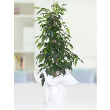 Serada Decor Plant Benjamin Bitkisi 100 120 cm Ficus Benjamina Danielle Salon Ev Ofis Bitkisi