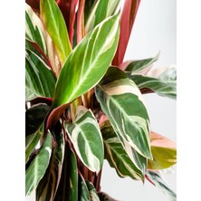 Serada Decor Plant Kalatya Triostar - Dua Çiçeği 50-60 cm Dolgun Formlu Bol Dallı Iç Mekan Bitkisi