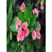 Serada Decor Plant Euphorbia Dikenler Tacı Pembe Renk Ithal Kaktüs Ev Ofis Iç Mekan Bitkisi 12 cm