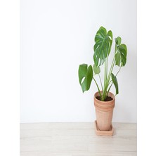 Serada Decor Plant Deve Tabanı Çiçeği Besin Hediyeli Monstera Deliciosa Iç Mekan Bitkisi