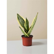Serada Decor Plant Kılıç Çiçeği 30 40 cm Paşa Kılıcı Sansevaria Peygamber Kılıcı Çiçeği Iç Mekan