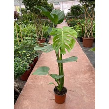 Serada Decor Plant Deve Tabanı Monstera Deliciosa Ithal Orta Boy