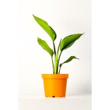 Serada Decor Plant Strelitzia Nicolai 'starliçe' - Beyaz Cennet Kuşu Çiçeği - Ev Ofis Salon Iç Mekan Bitkisi - 40 cm