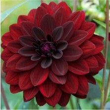 Serada Decor Plant Dalya Çiçeği Ithal Katlı Saksılı Dolgun Kırmızı