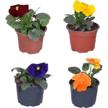 Serada Decor Plant Hercai Menekşe Turuncu-Kırmızı-Sarı-Mor Saksılı- 10,5 Saksıda 4lü Set